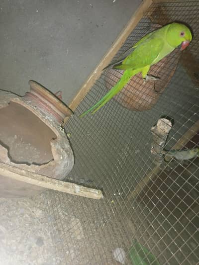 breeder female
