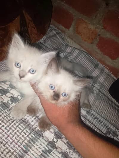 2 Himalayan+1 Persian kittens- 45 days old price only one in Rs 8,999