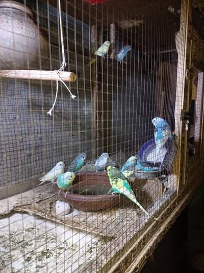 Cage for birds Size 6FT*3FT+2.5FT