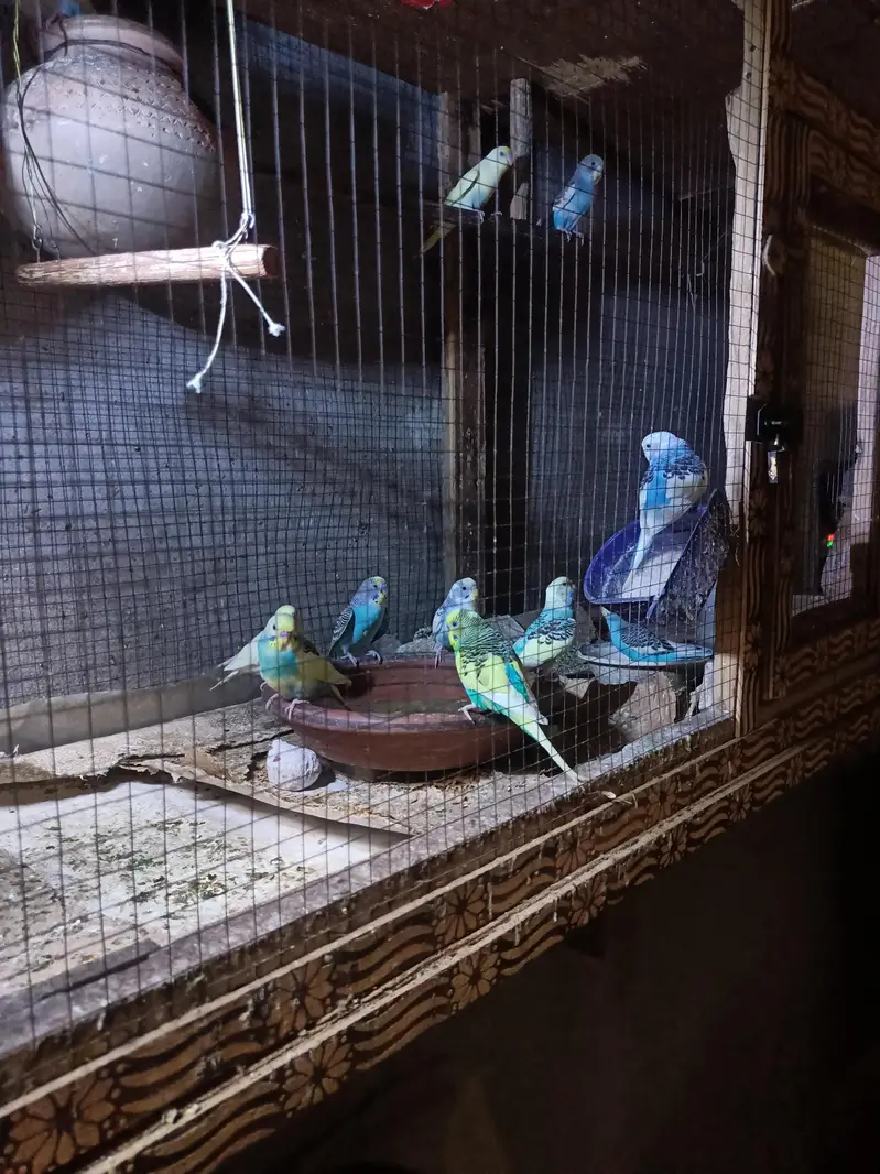 Cage for birds Size 6FT*3FT+2.5FT — photo 2