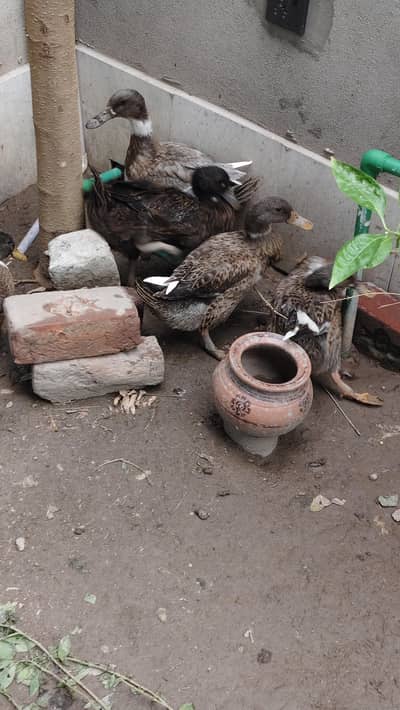 Ducks