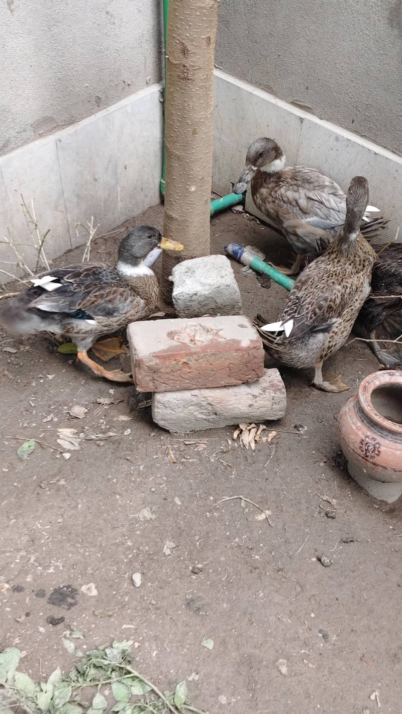 Ducks 1