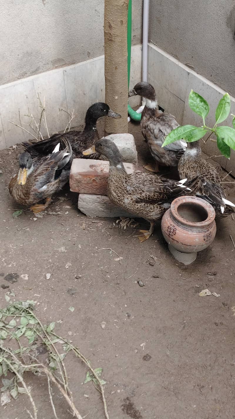 Ducks 2