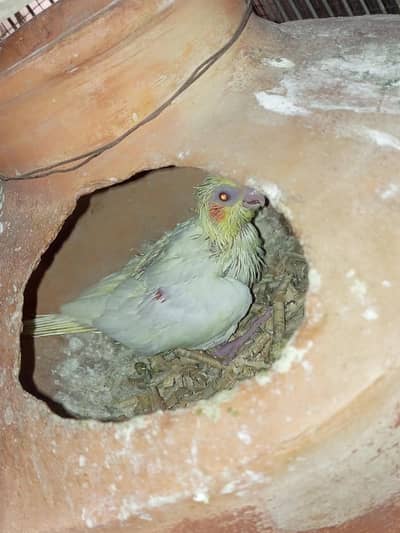 Cream coacktaisl red eye for hand tame purpse