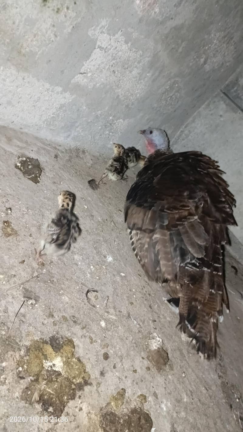 Turkey with chicks 0