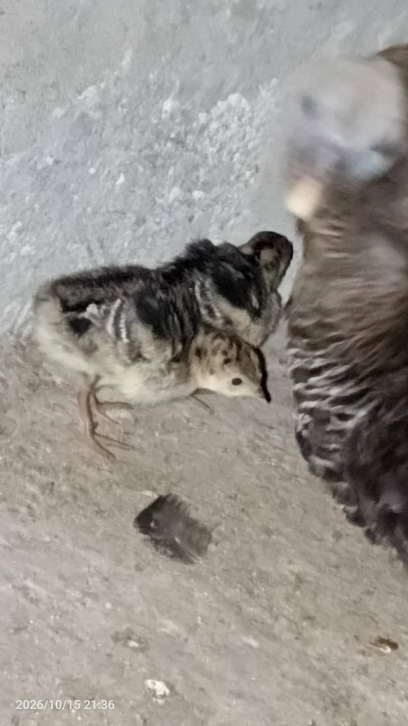 Turkey with chicks 1