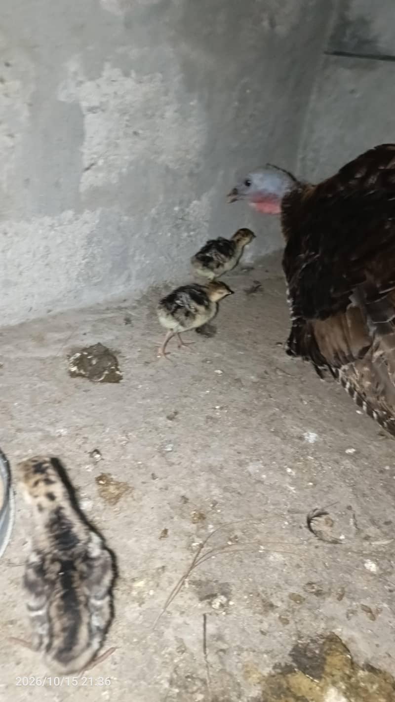 Turkey with chicks 2