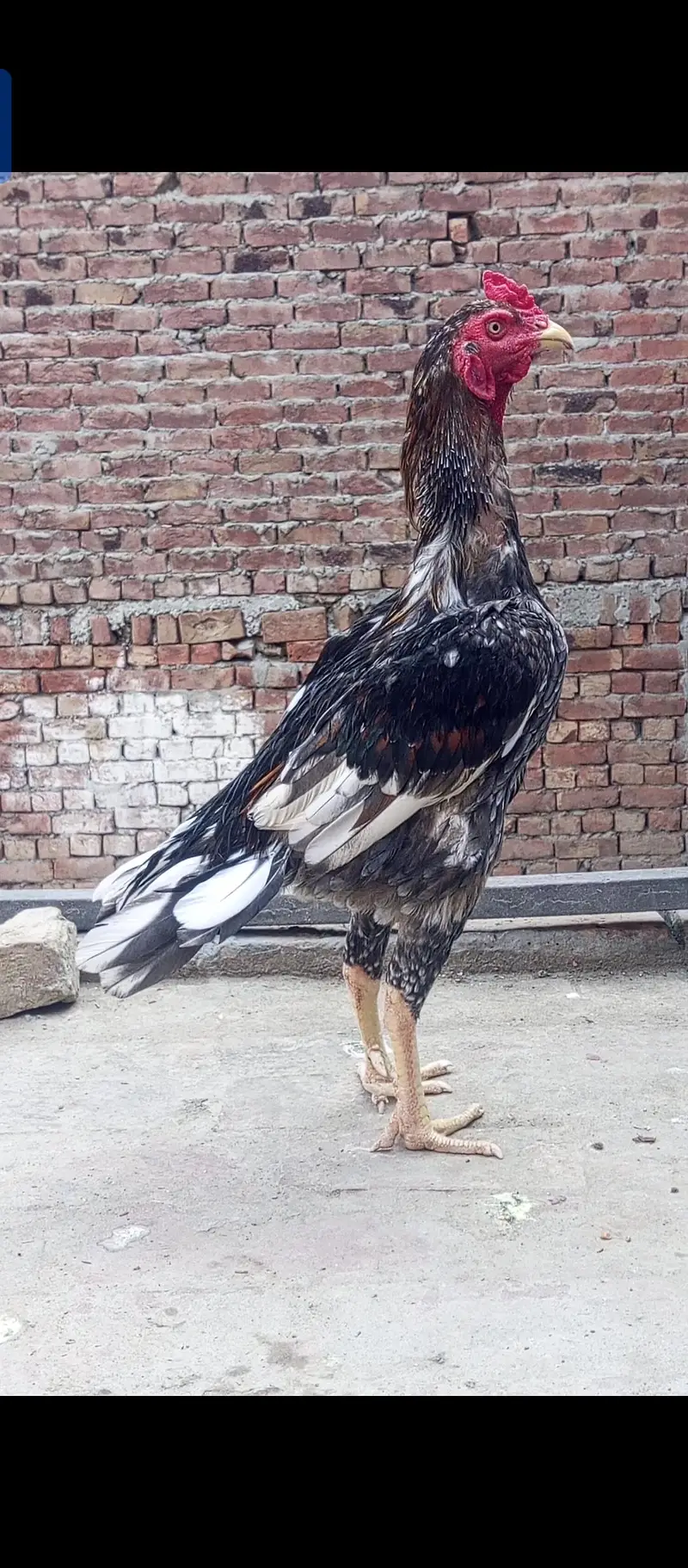 high quality male for sale/0325-8291-855 — photo 3
