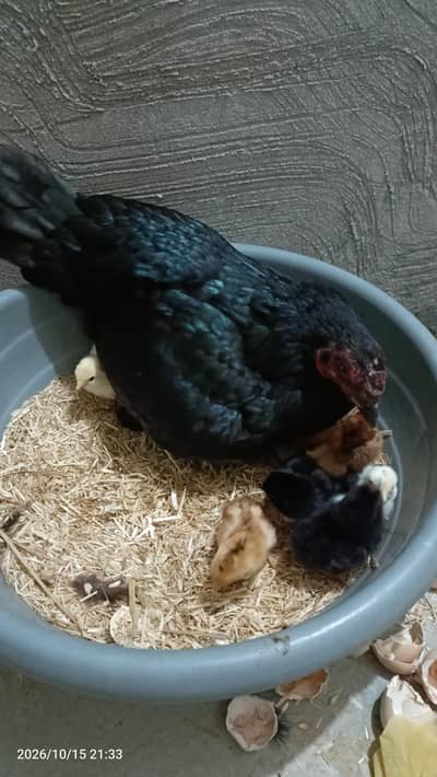 Hen with Chicks