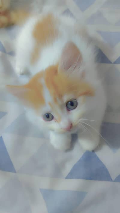 Siberian Male kitten