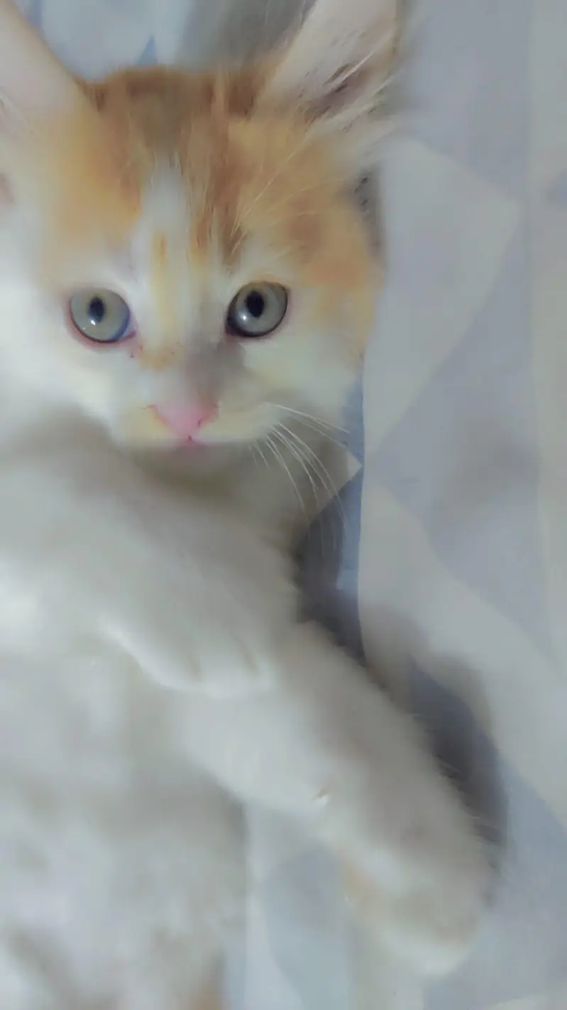 Siberian Male kitten — photo 2