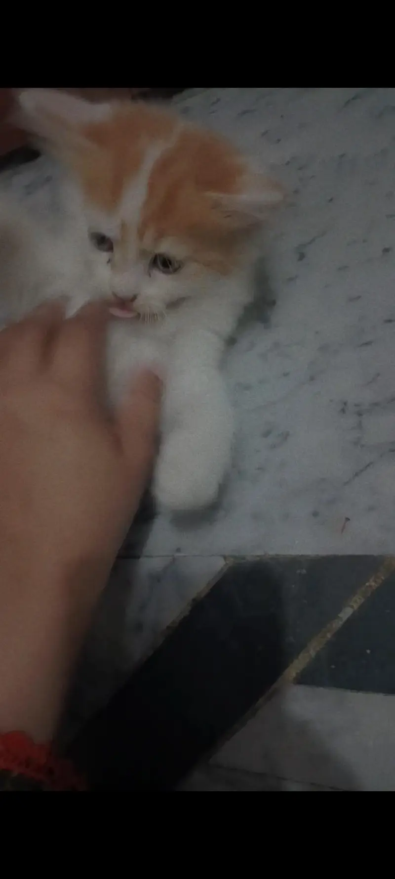 Siberian Male kitten — photo 3