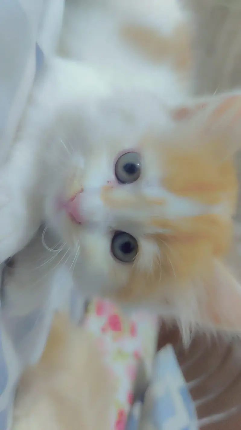 Siberian Male kitten — photo 4