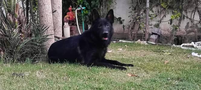 Black male German Shepherd