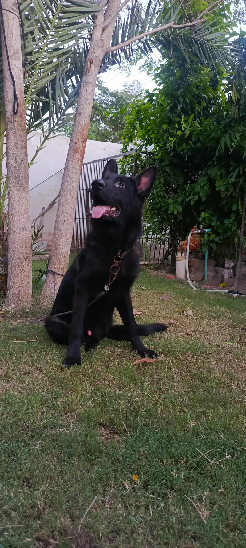 Black male German Shepherd — photo 2