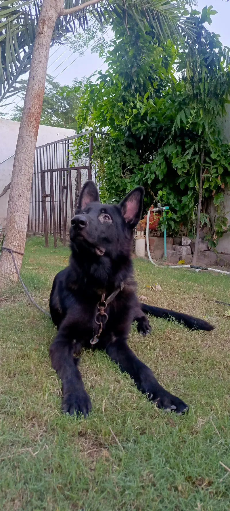 Black male German Shepherd — photo 3