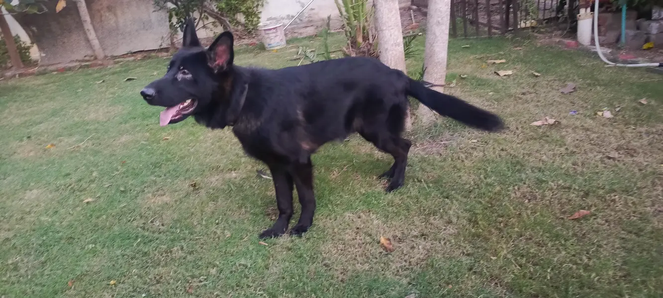 Black male German Shepherd — photo 4