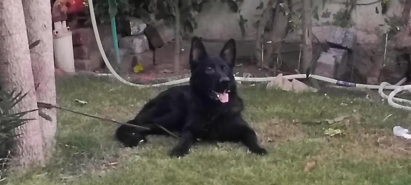 Black male German Shepherd — photo 5