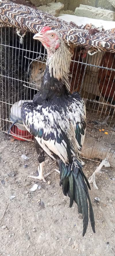 black shamo and mianwali cross
