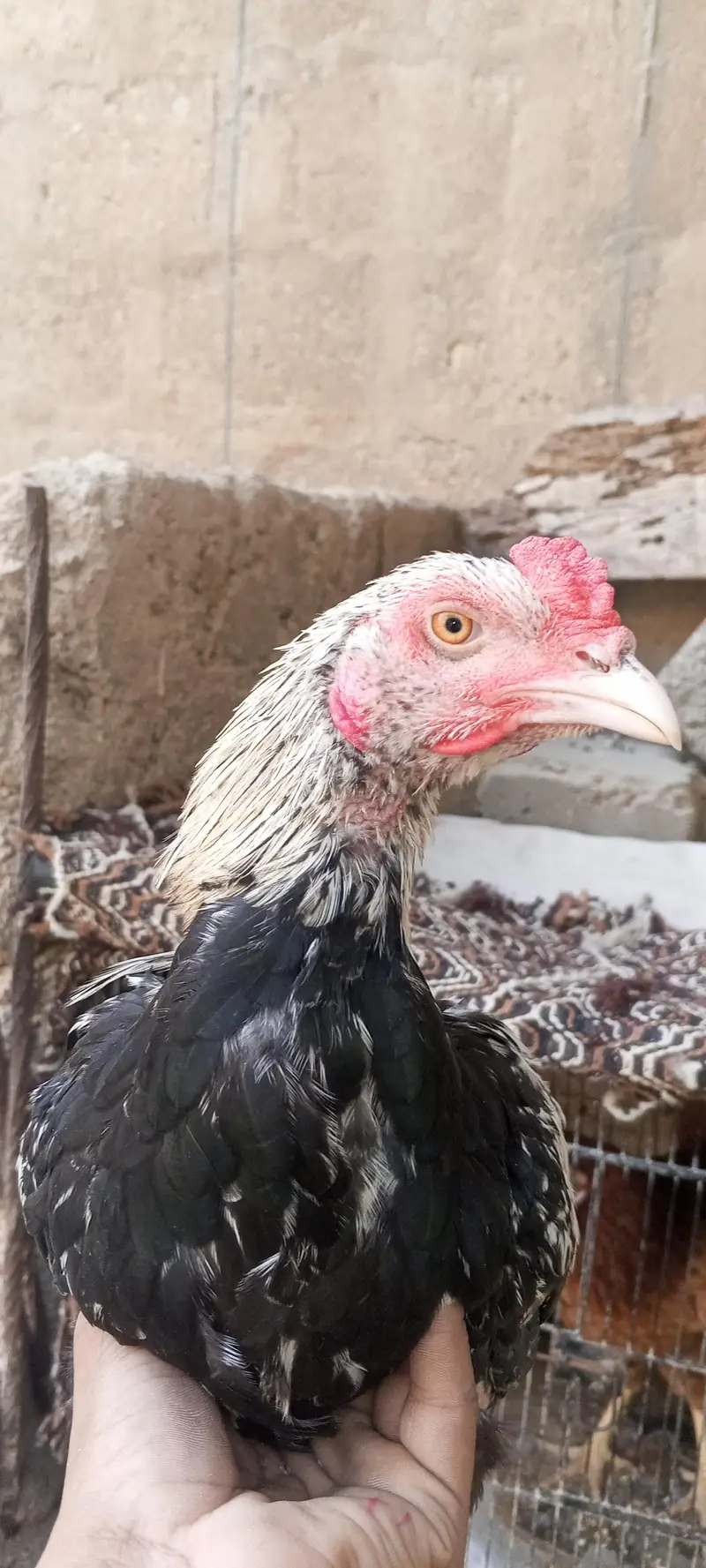 black shamo and mianwali cross — photo 4