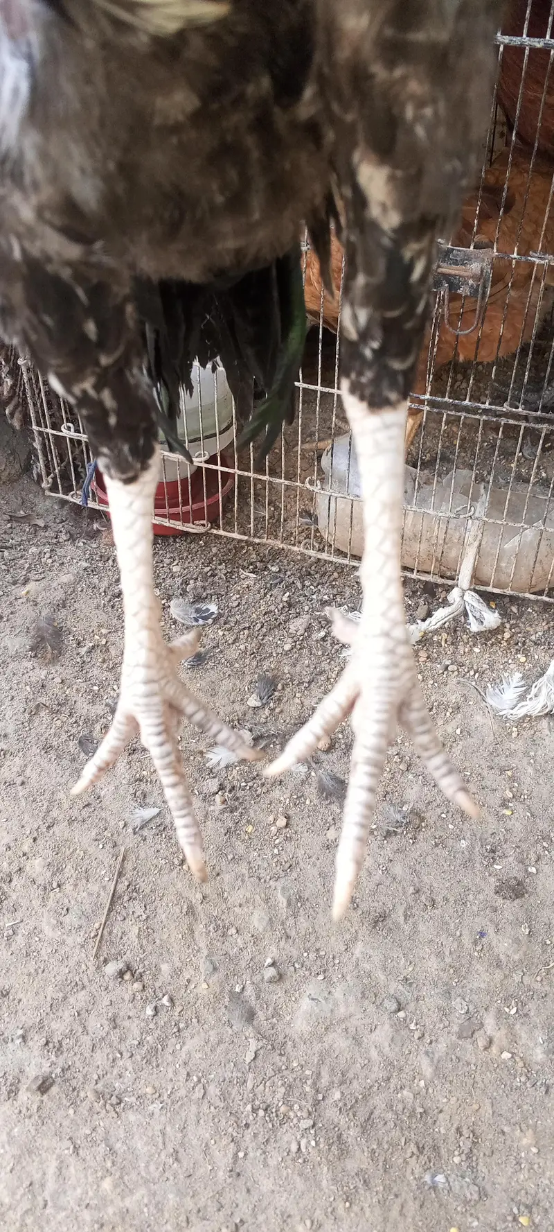 black shamo and mianwali cross — photo 6