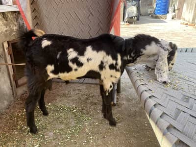 Dasi bakra for sale