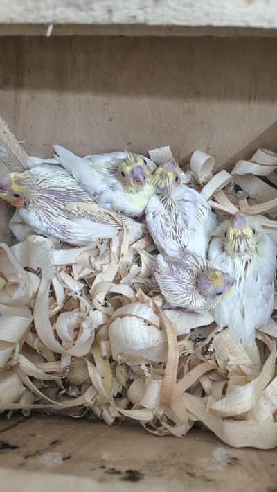 cocktails chicks