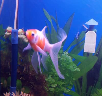 Fish for sale