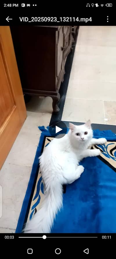 pure white persian cat odd eyes beautiful