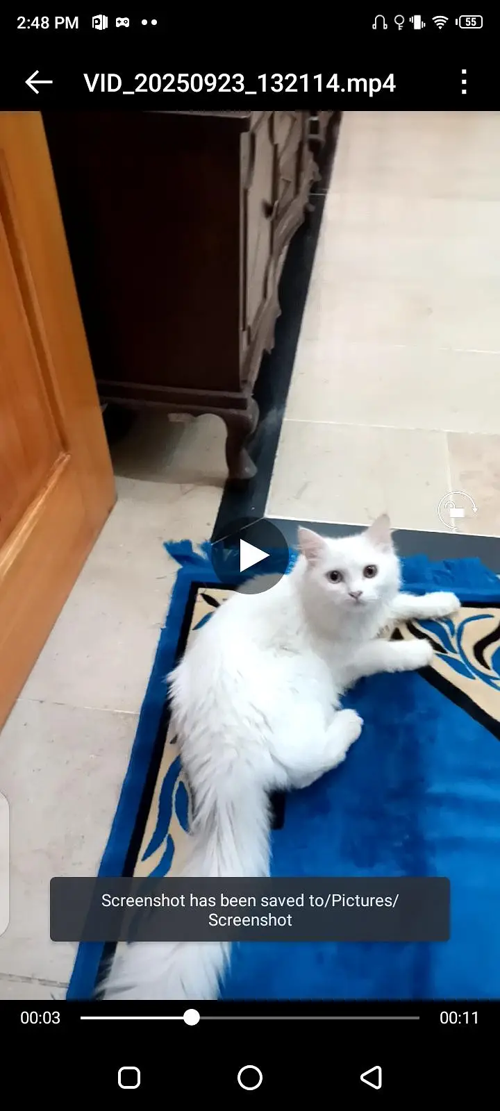 pure white persian cat odd eyes beautiful — photo 2