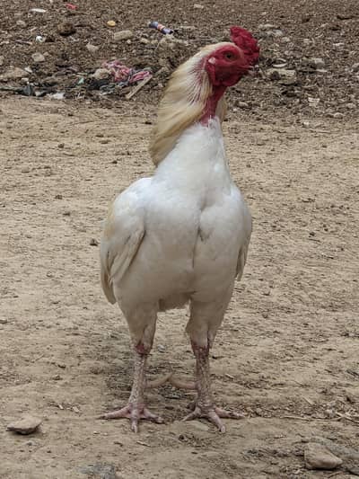 Aseel Heera Male and Eggs Laying  Females