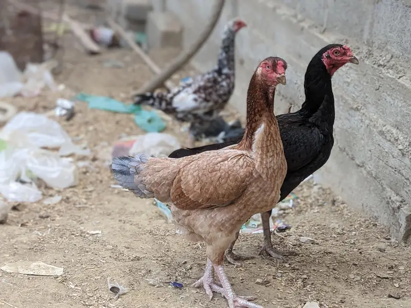 Aseel Heera Male and Eggs Laying  Females — photo 2