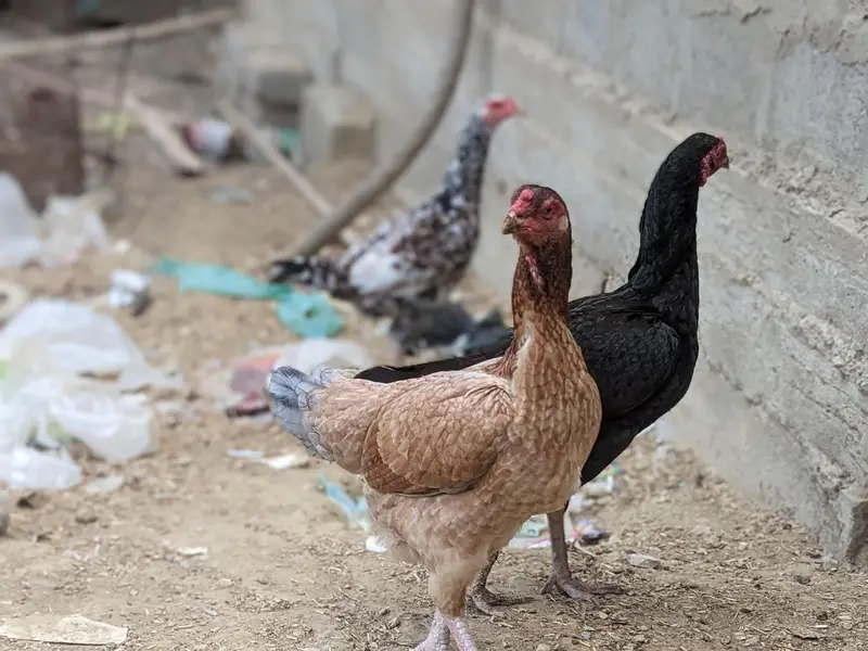 Aseel Heera Male and Eggs Laying  Females — photo 3