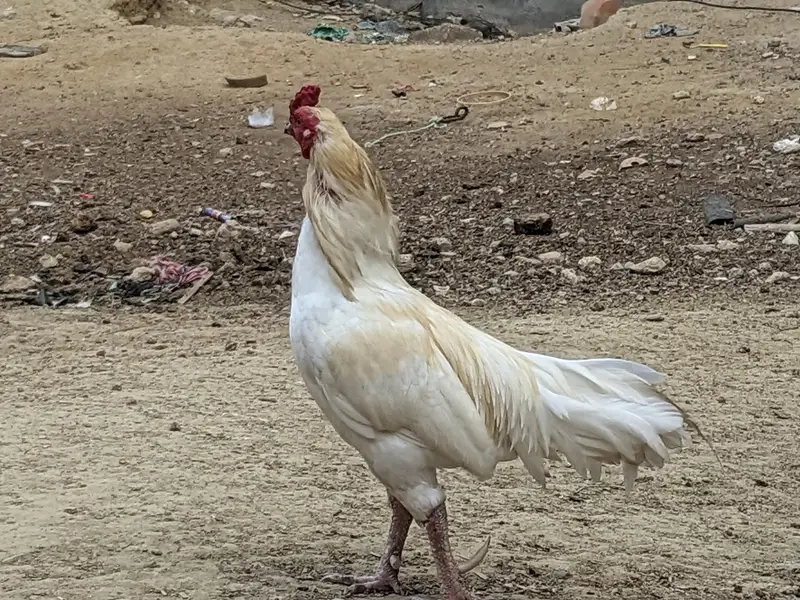 Aseel Heera Male and Eggs Laying  Females — photo 4