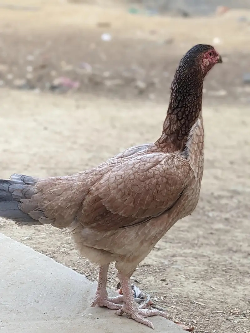 Aseel Heera Male and Eggs Laying  Females — photo 6