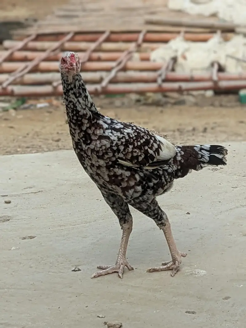 Aseel Heera Male and Eggs Laying  Females — photo 7
