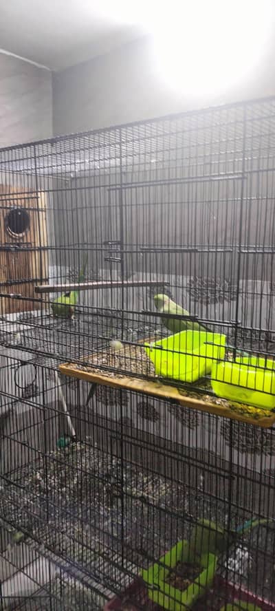 green ringneck sale with cage read add
