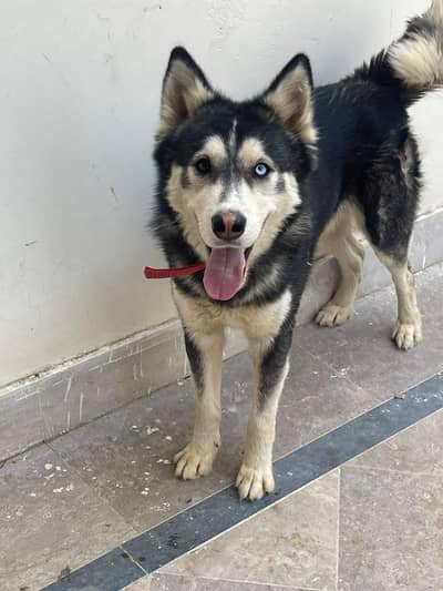 Husky male for sale serious buyer contact only!