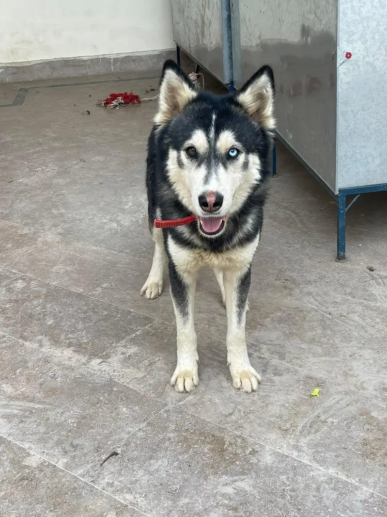 Husky male for sale serious buyer contact only! — photo 2