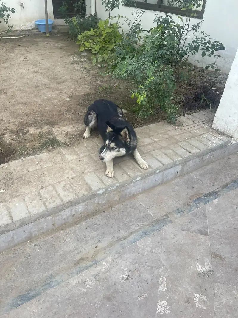 Husky male for sale serious buyer contact only! — photo 3
