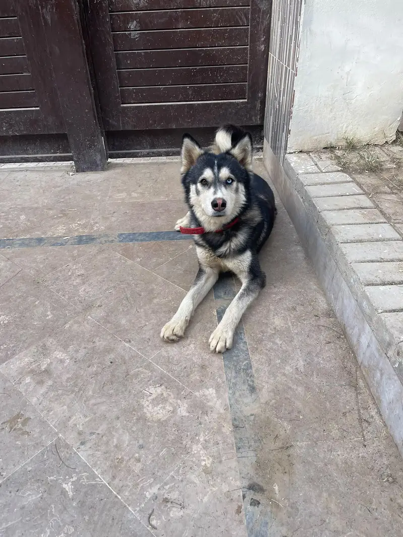Husky male for sale serious buyer contact only! — photo 4