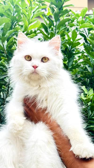 female cat for sale