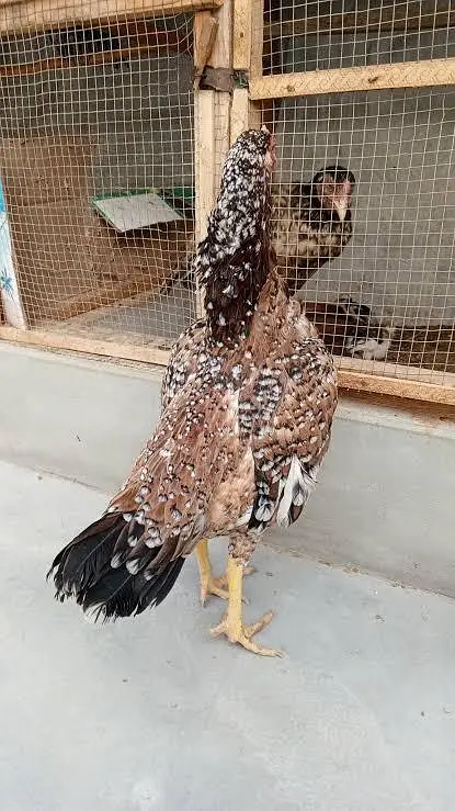 aseell cheeni and mushka, lasani all hens available — photo 2