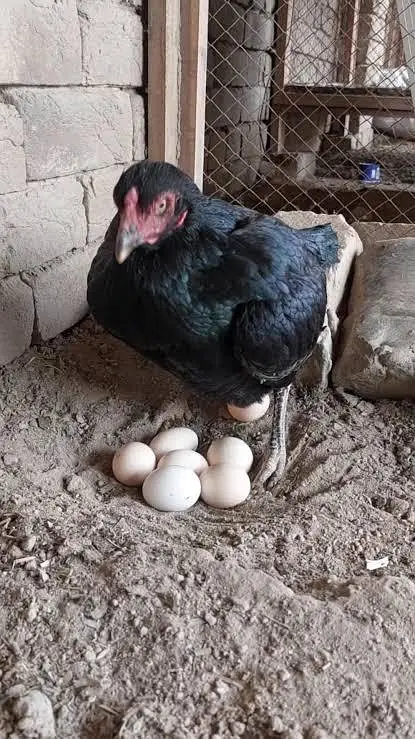 aseell cheeni and mushka, lasani all hens available — photo 3