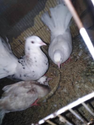 pegeon pair +baby pegeon +cage