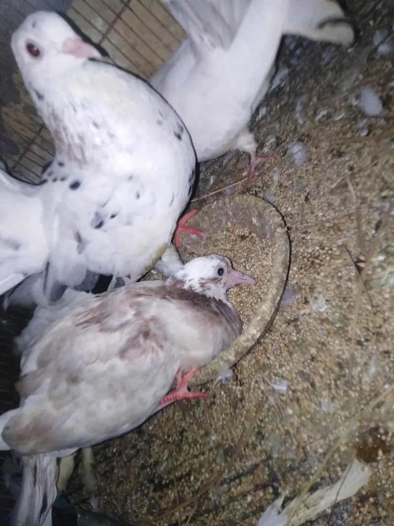 pegeon pair +baby pegeon +cage — photo 2
