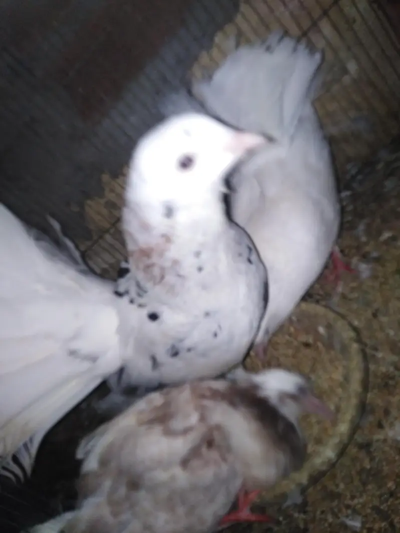 pegeon pair +baby pegeon +cage — photo 3