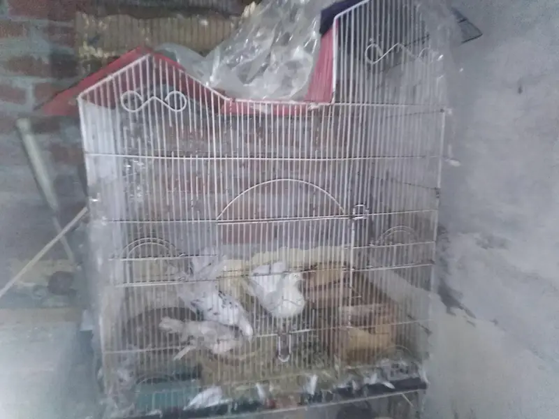 pegeon pair +baby pegeon +cage — photo 4