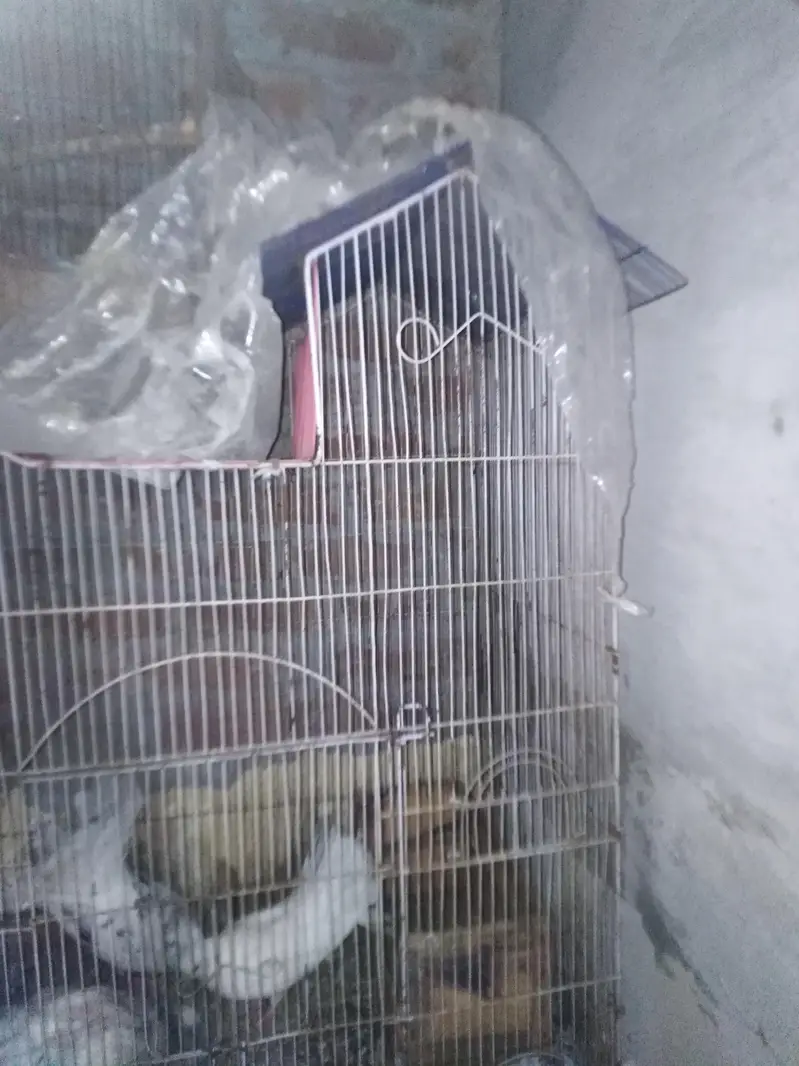 pegeon pair +baby pegeon +cage — photo 5