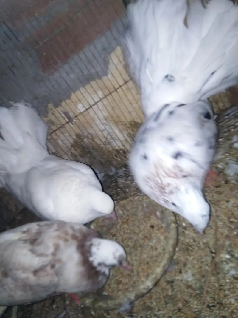 pegeon pair +baby pegeon +cage — photo 6